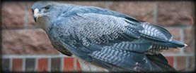 Chilean Blue Eagles for Sale