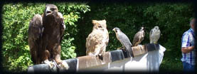 Scottish Falcon Breeders, Eagle Breeders